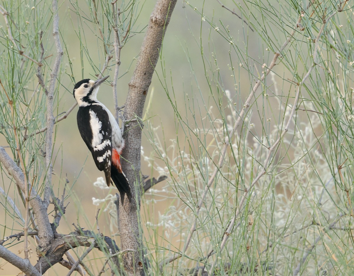 Sind Woodpecker - ML631998543