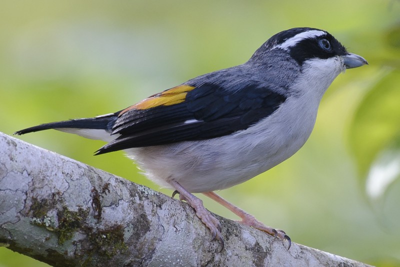 White-browed Shrike-Babbler - ML631998550