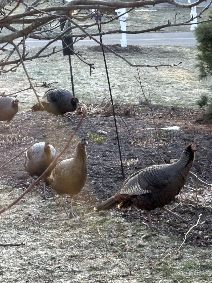 Wild Turkey - ML631998593