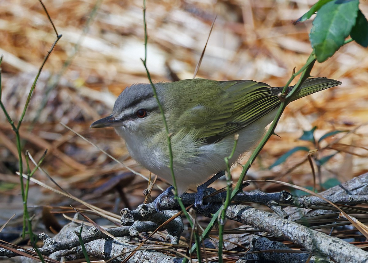 Red-eyed Vireo - ML631998613