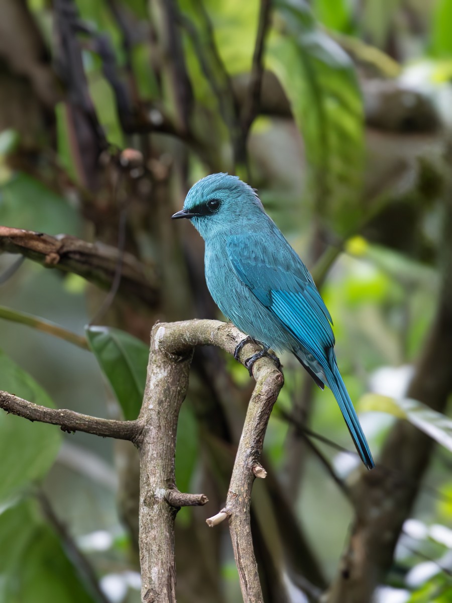 Verditer Flycatcher - ML631998912