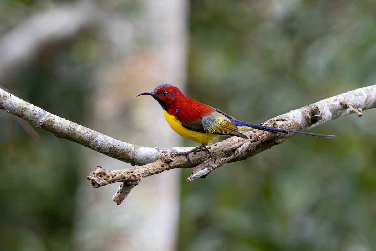 Mrs. Gould's Sunbird - ML631998914