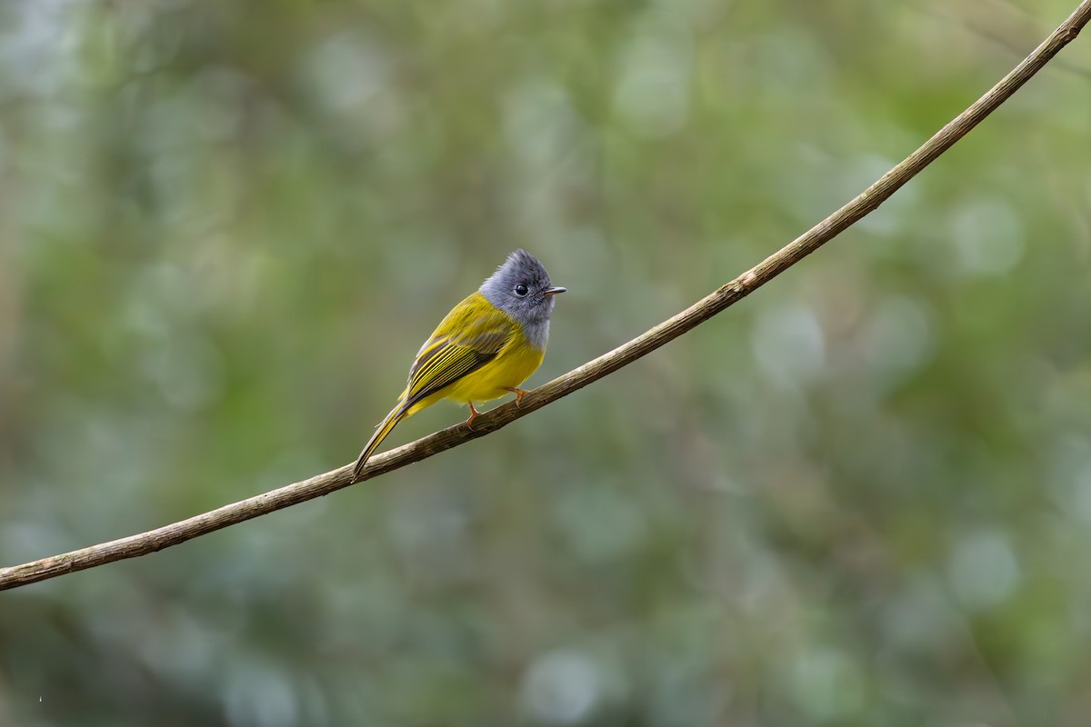 Gray-headed Canary-Flycatcher - ML631998949