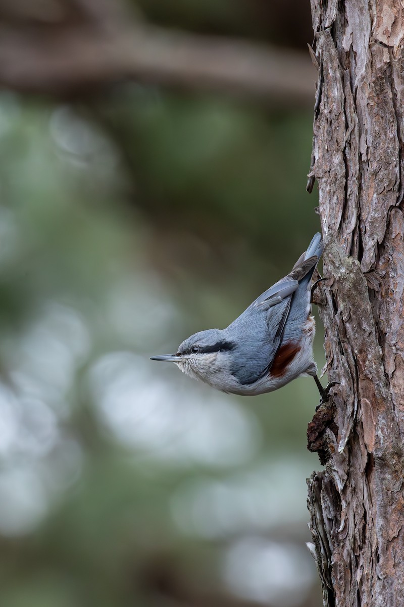 Chestnut-vented Nuthatch - ML631998952