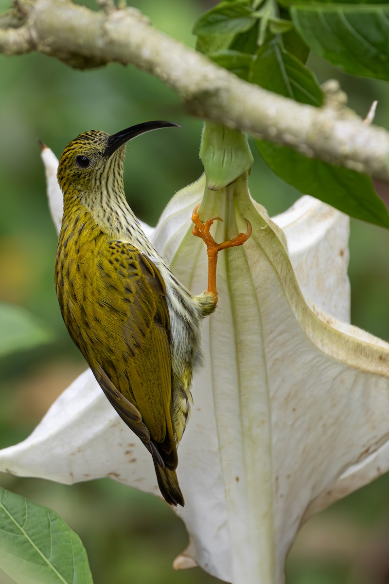 Streaked Spiderhunter - ML631998980