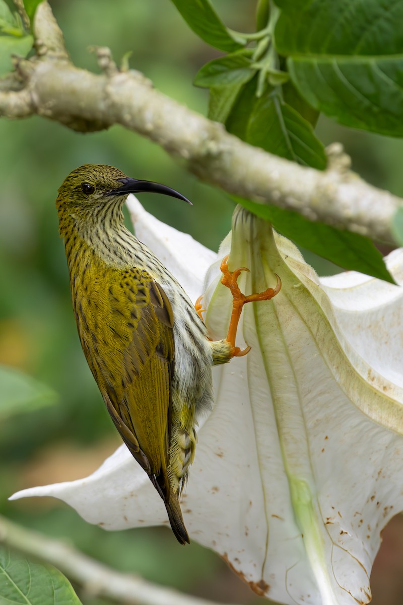 Streaked Spiderhunter - ML631998983