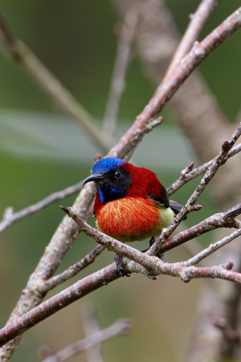 Black-throated Sunbird (Dalat) - ML631998989