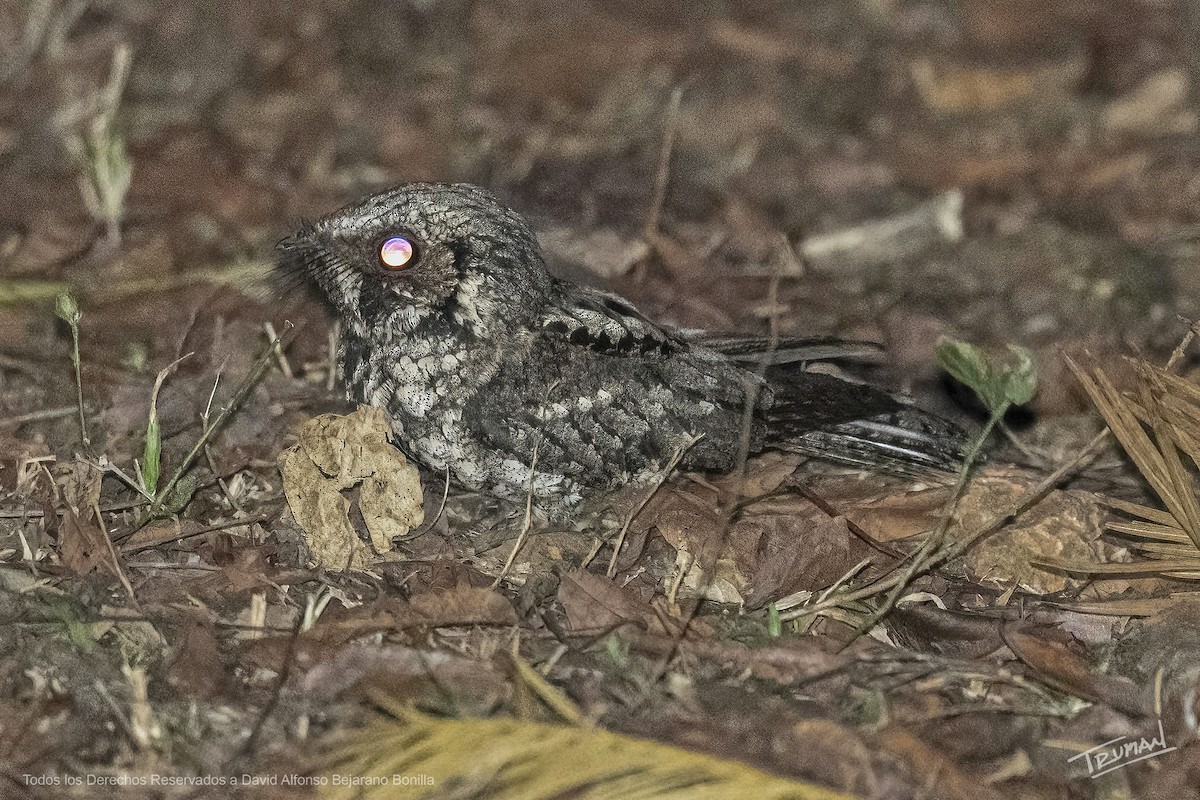 Cuban Nightjar - ML631999031