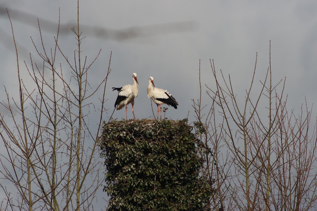 stork - ML631999066