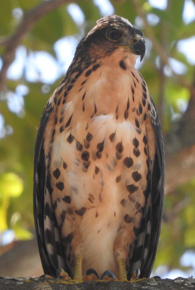 African Goshawk - ML631999105