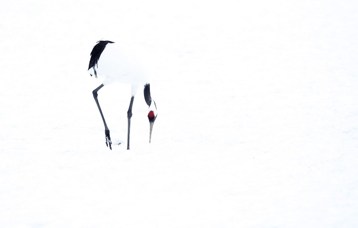 Red-crowned Crane - ML631999247