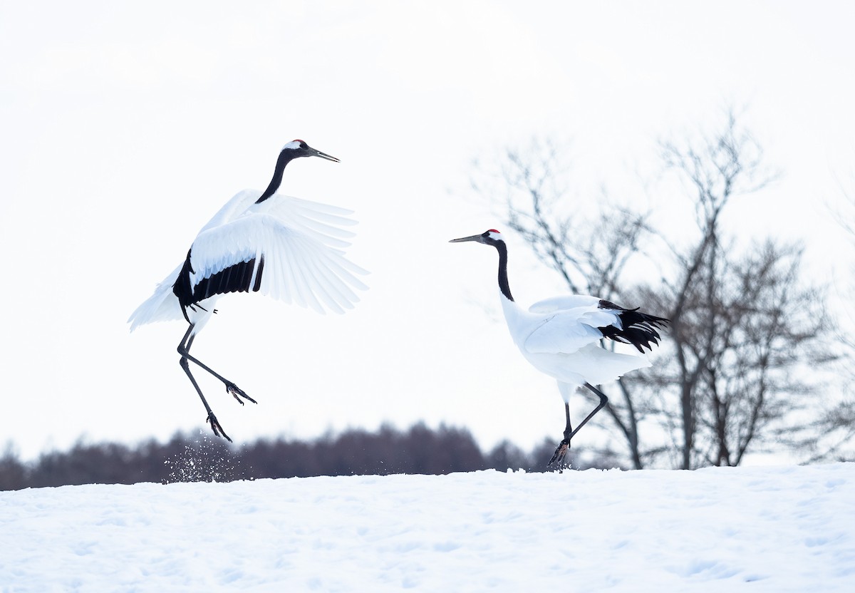 Red-crowned Crane - ML631999248