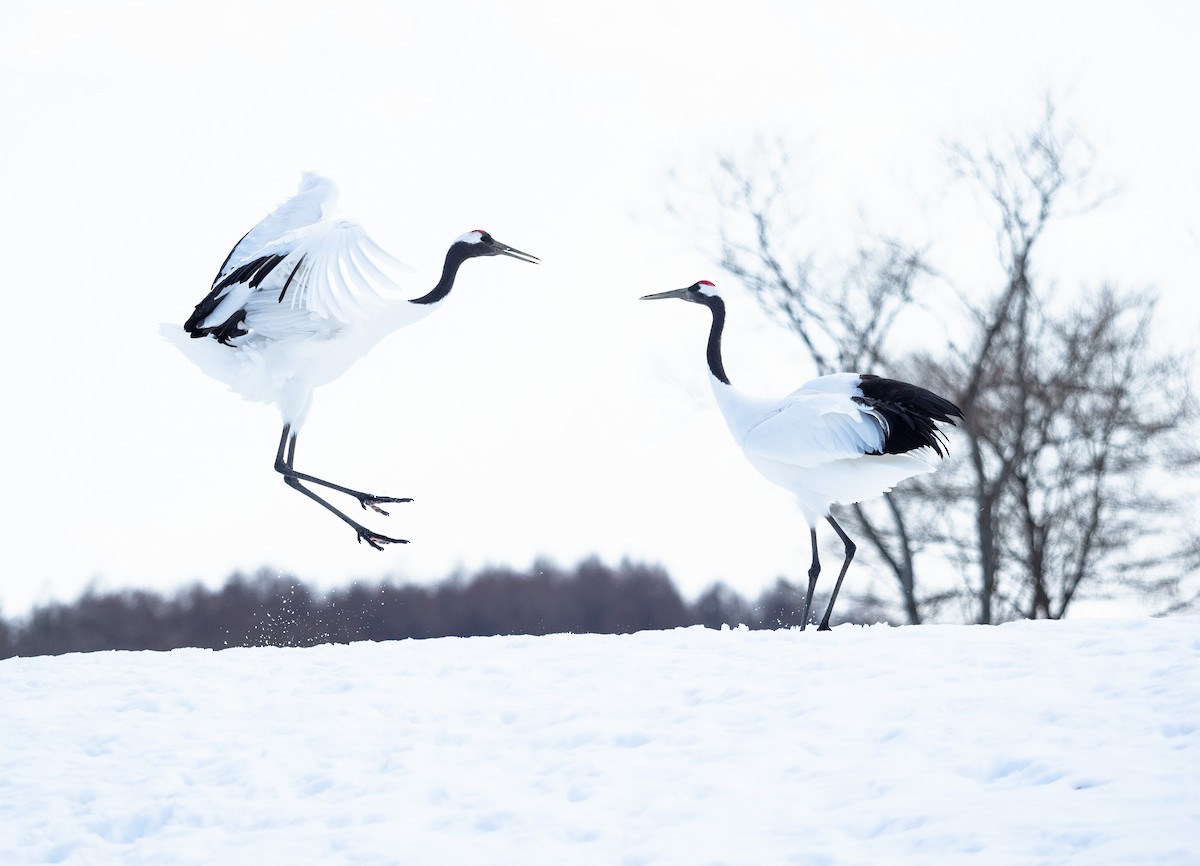 Red-crowned Crane - ML631999249