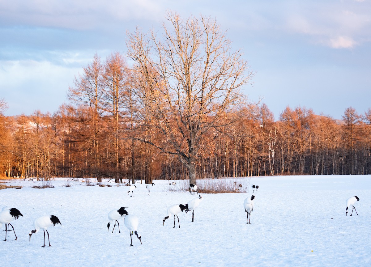 Red-crowned Crane - ML631999250