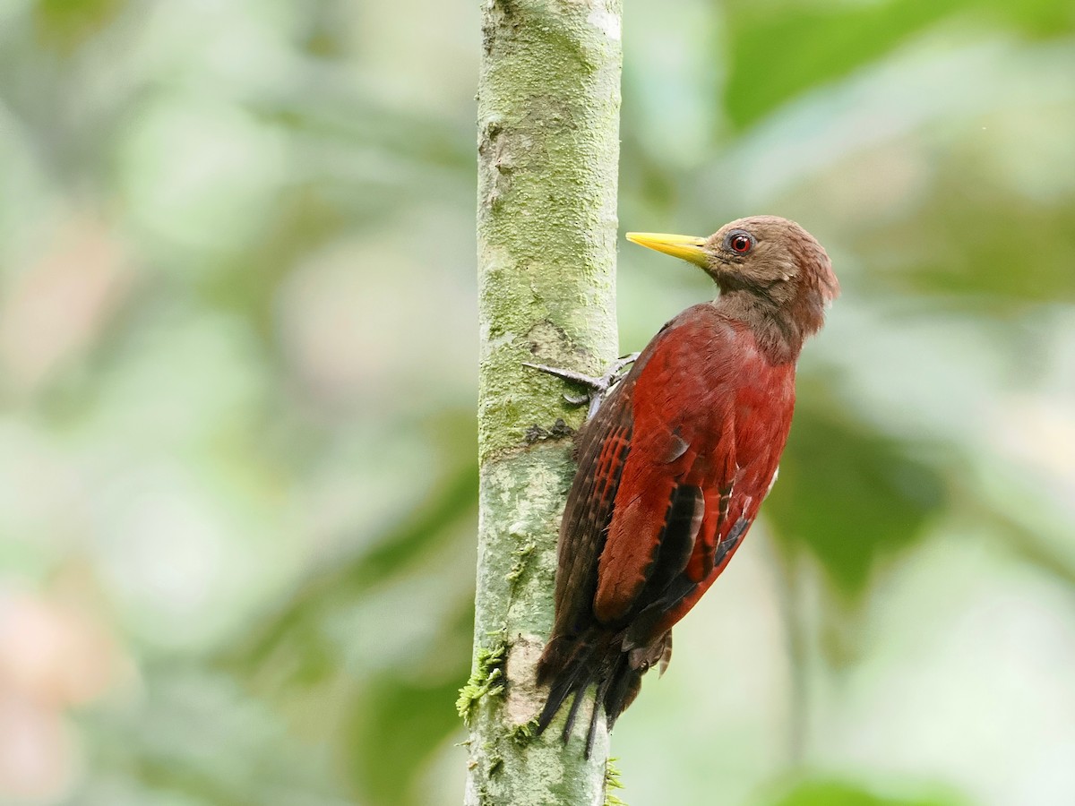 Maroon Woodpecker - ML631999300