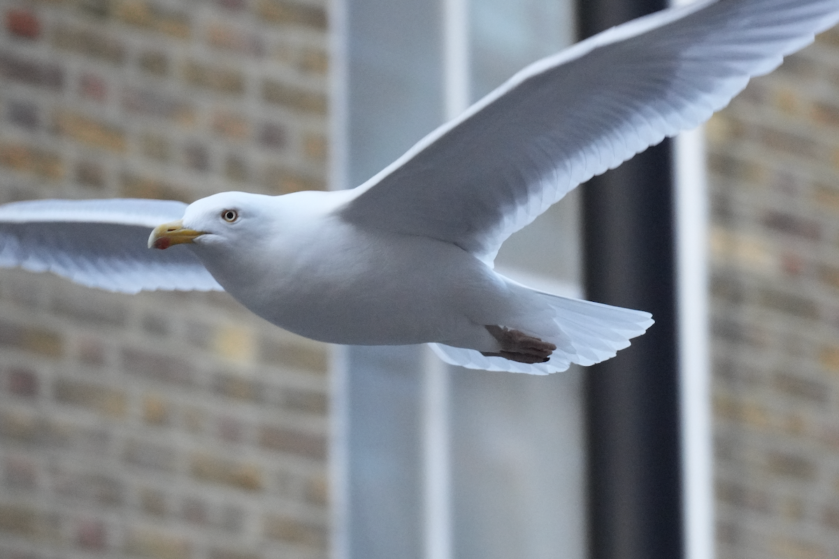 European Herring Gull - ML631999301
