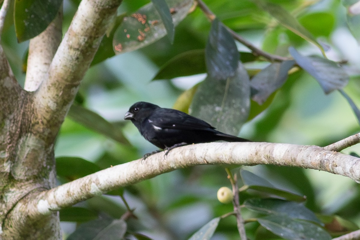 Variable Seedeater - ML631999474