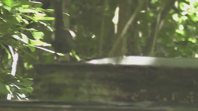 New Zealand Bellbird - ML631999483