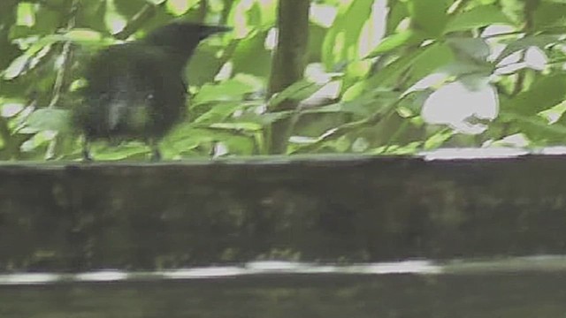 New Zealand Bellbird - ML631999484