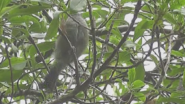 New Zealand Bellbird - ML631999488