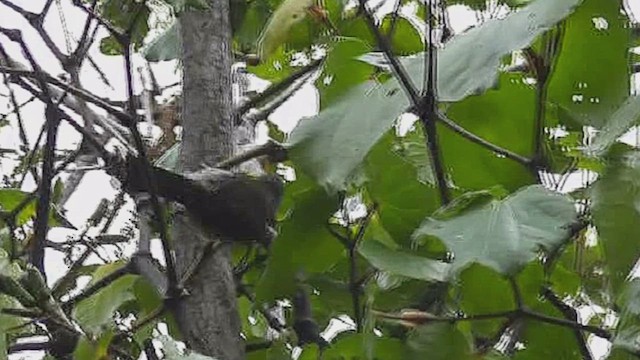 New Zealand Bellbird - ML631999489