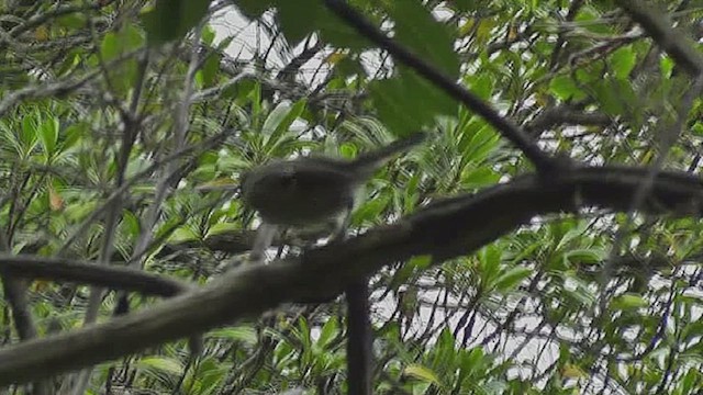 New Zealand Bellbird - ML631999490