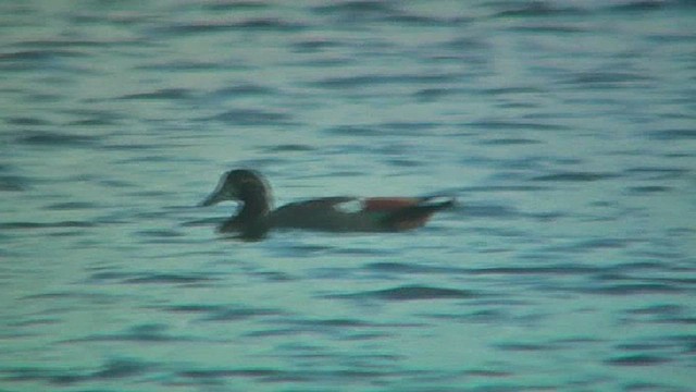 Casarca australiana - ML631999506