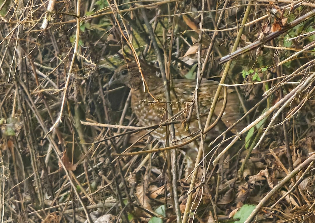 Temminck's Tragopan - ML631999562