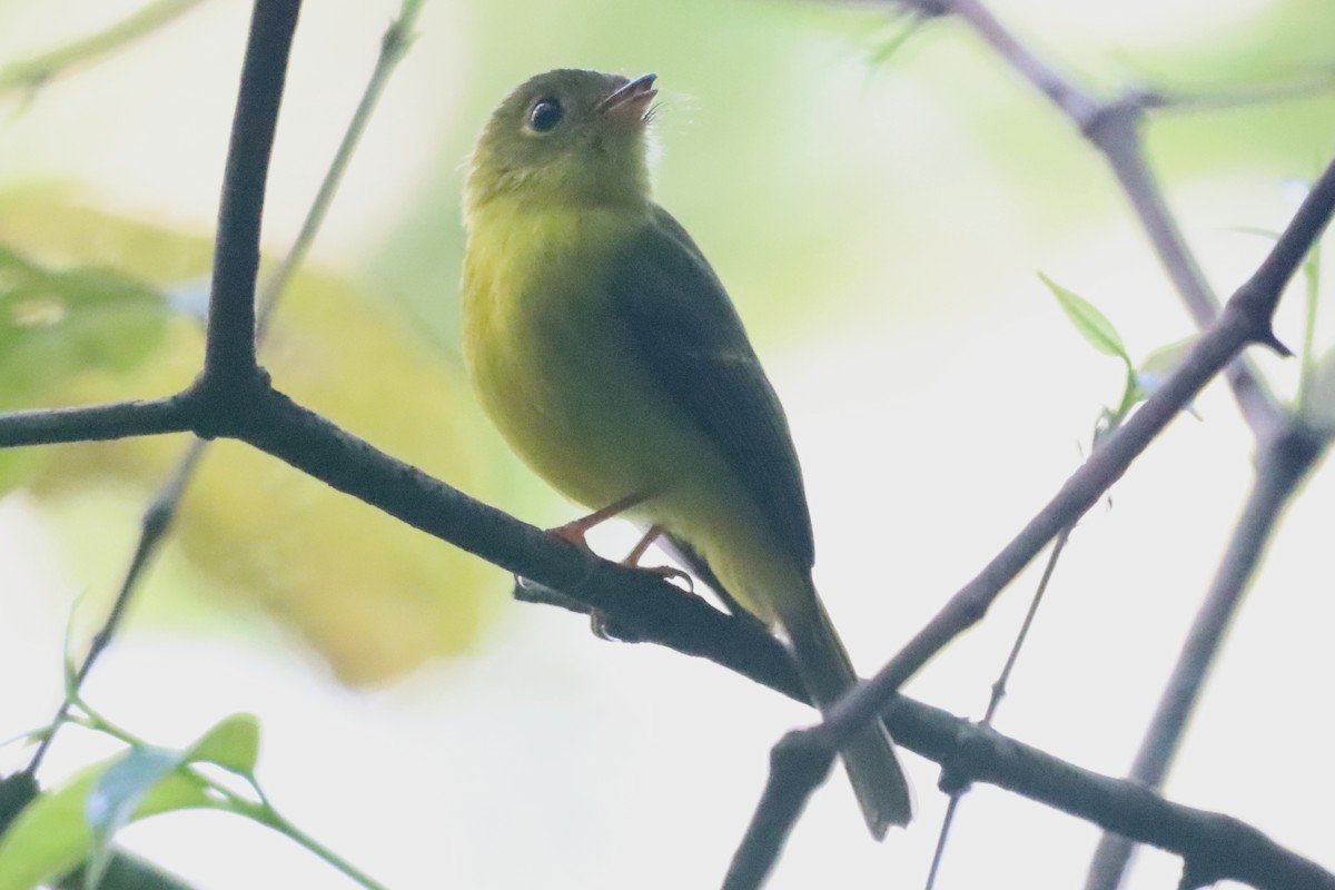 Citrine Canary-Flycatcher - ML631999641