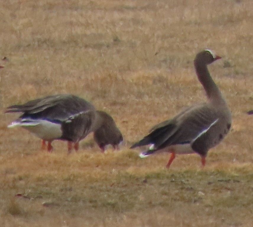 Lesser White-fronted Goose - ML631999717