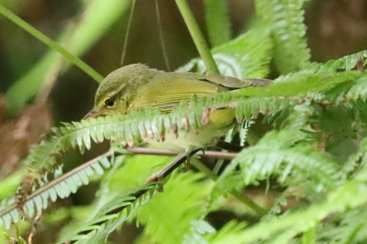 Lemon-throated Leaf Warbler - ML631999786