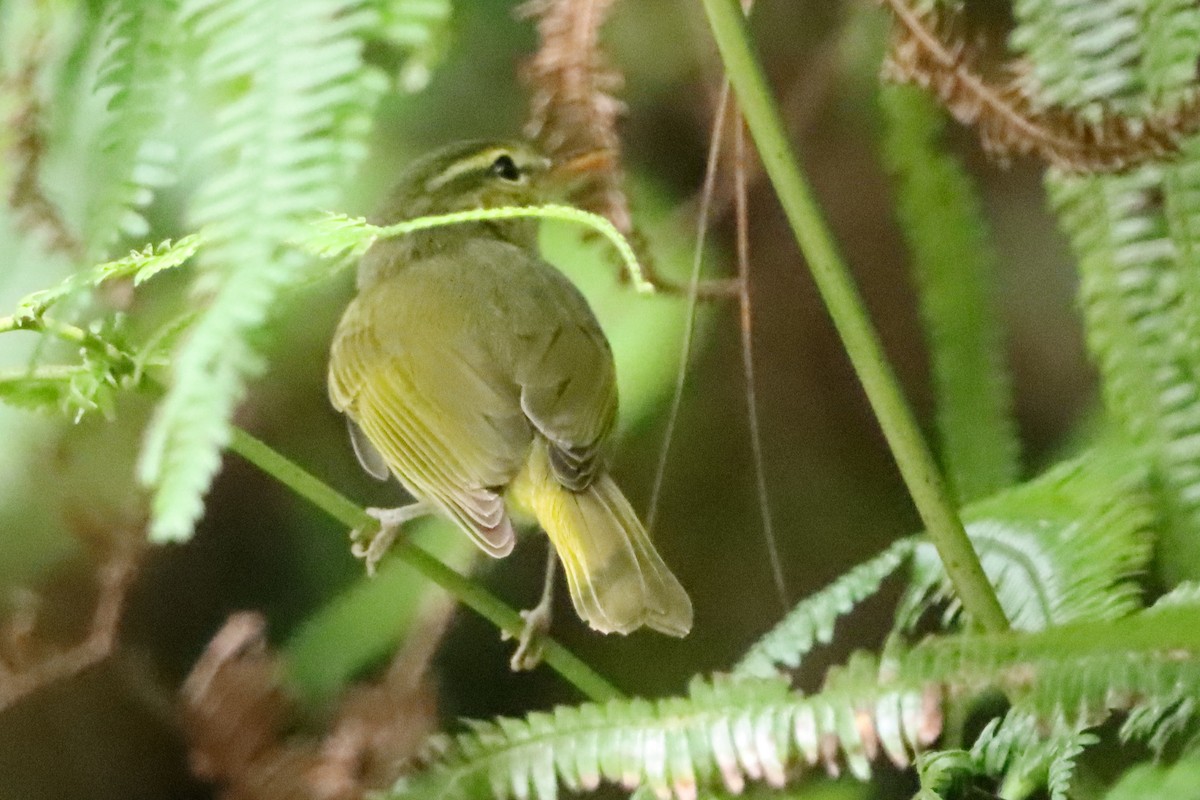 Lemon-throated Leaf Warbler - ML631999787