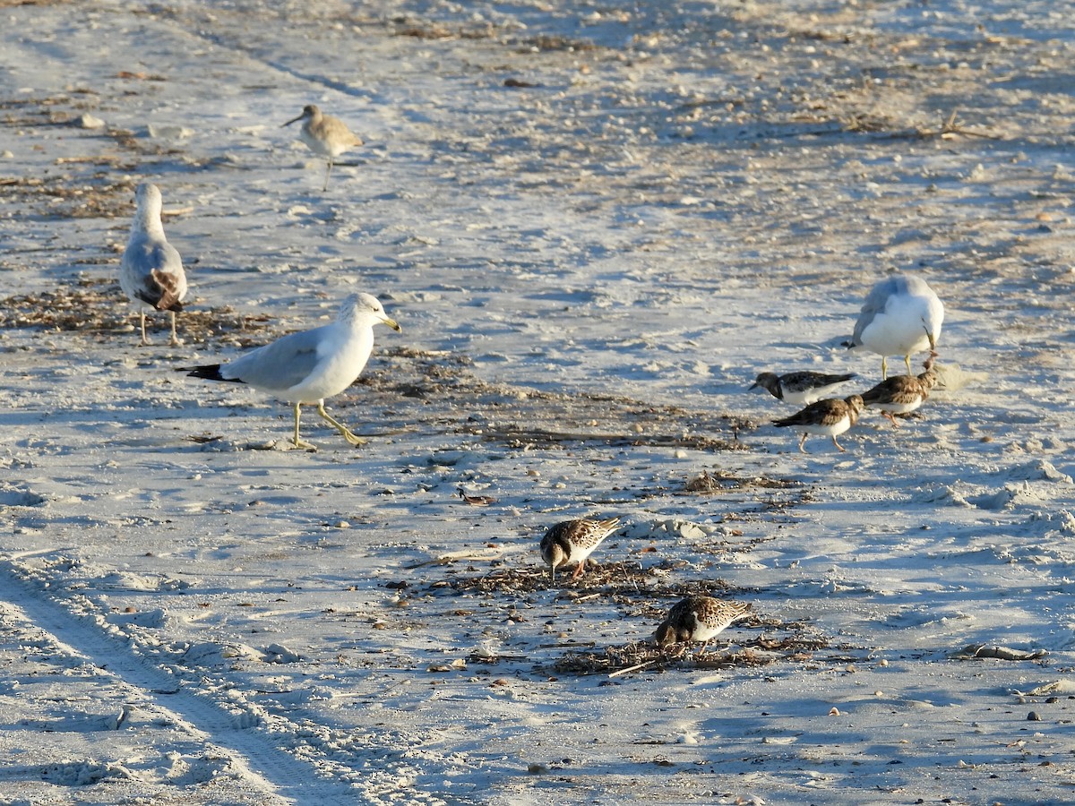 Ring-billed Gull - ML631999824
