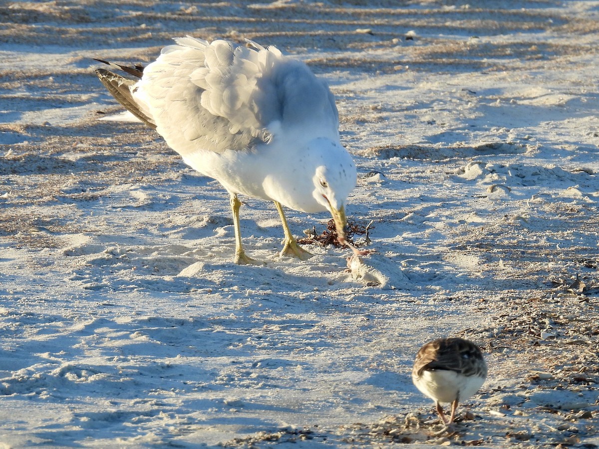 Ring-billed Gull - ML631999826