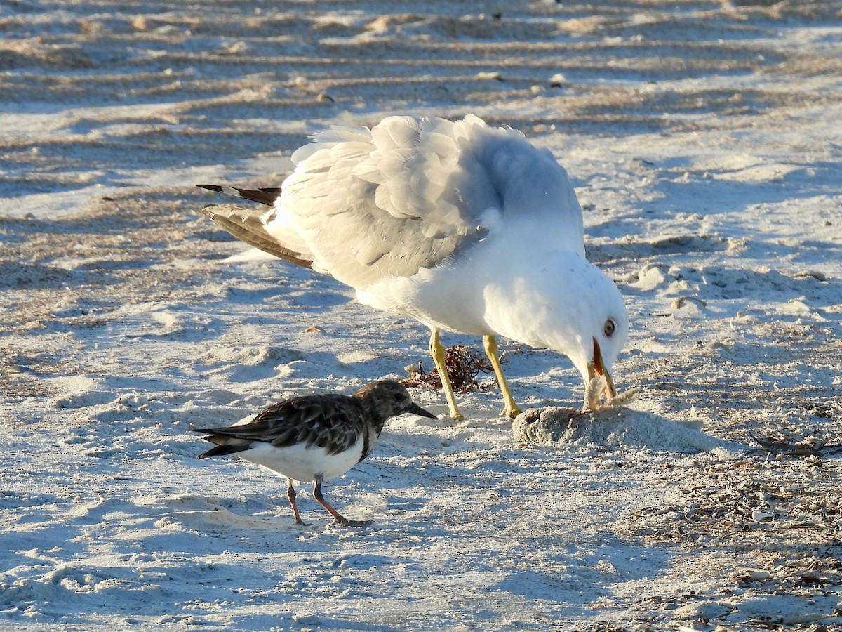 Ring-billed Gull - ML631999828