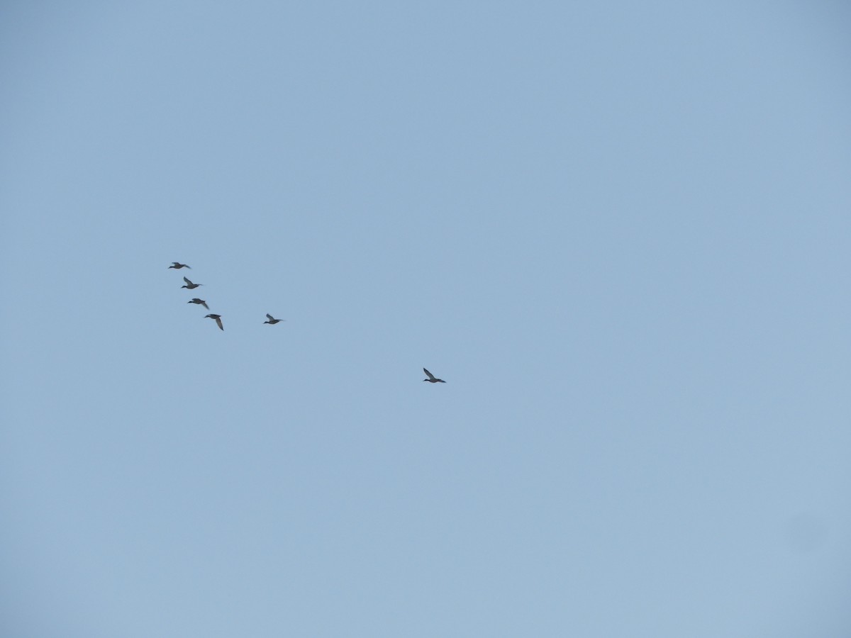 Green-winged Teal - ML631999879