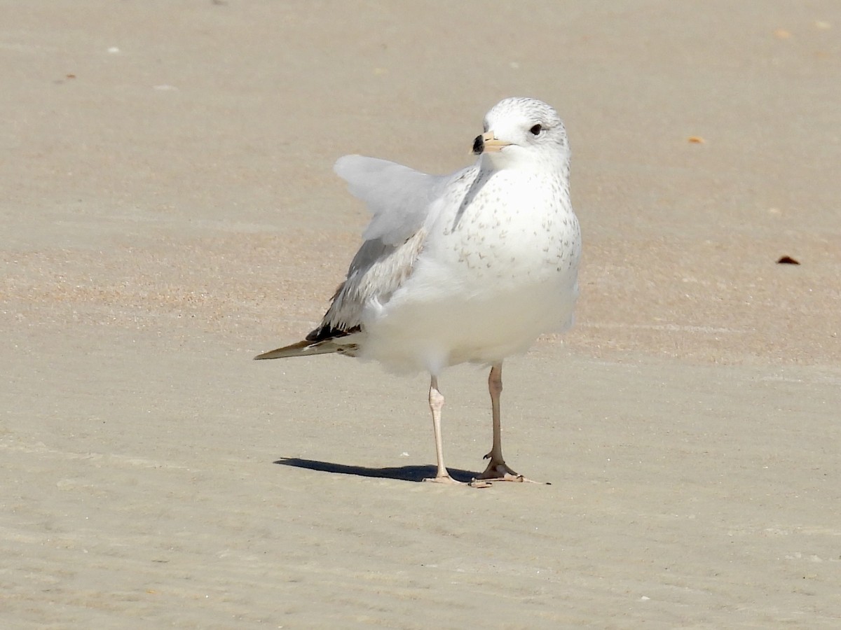 Ring-billed Gull - ML631999968