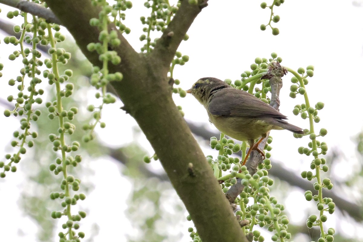 Tickell's Leaf Warbler (Tickell's) - ML632000040