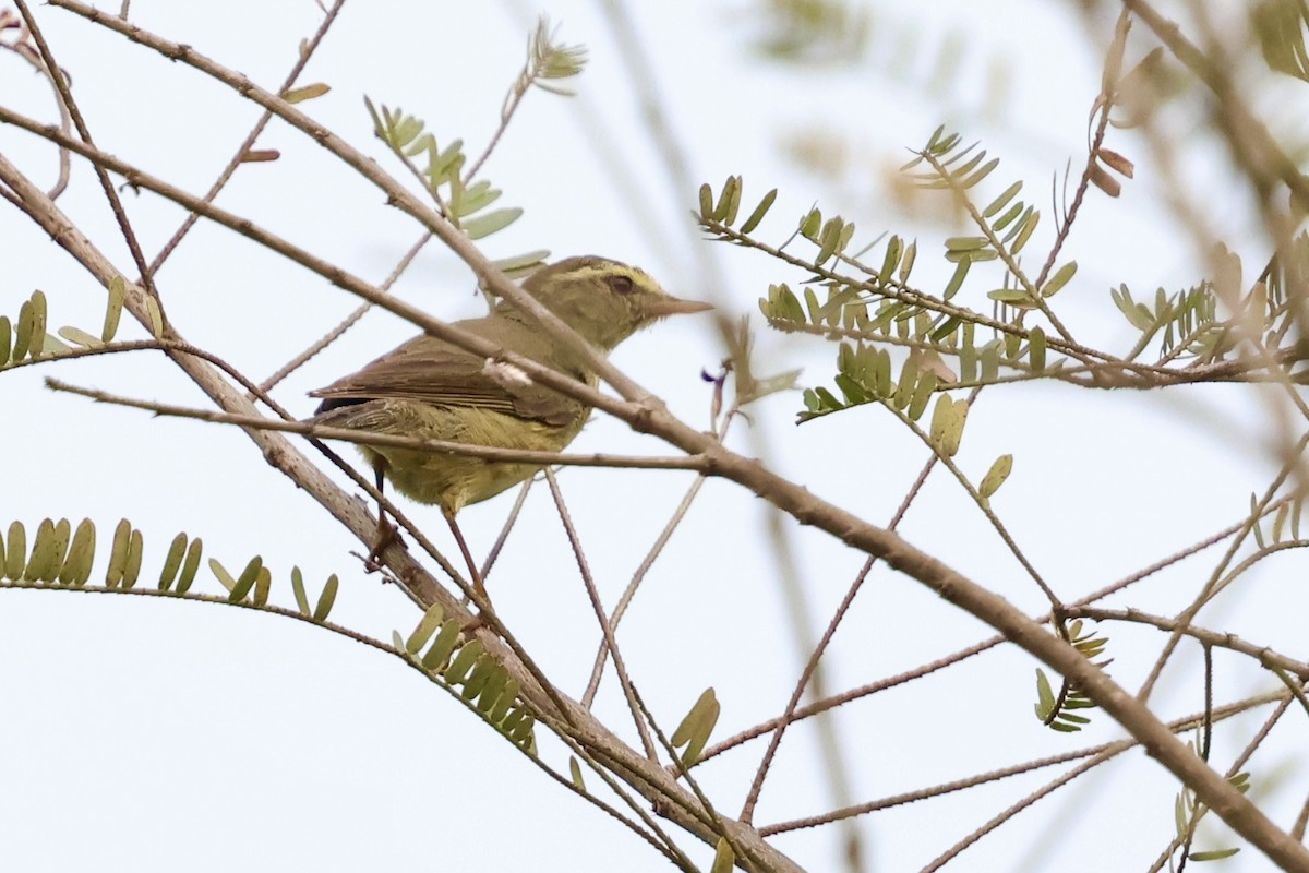 Tickell's Leaf Warbler (Tickell's) - ML632000041