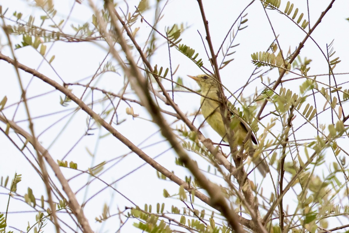Tickell's Leaf Warbler (Tickell's) - ML632000042