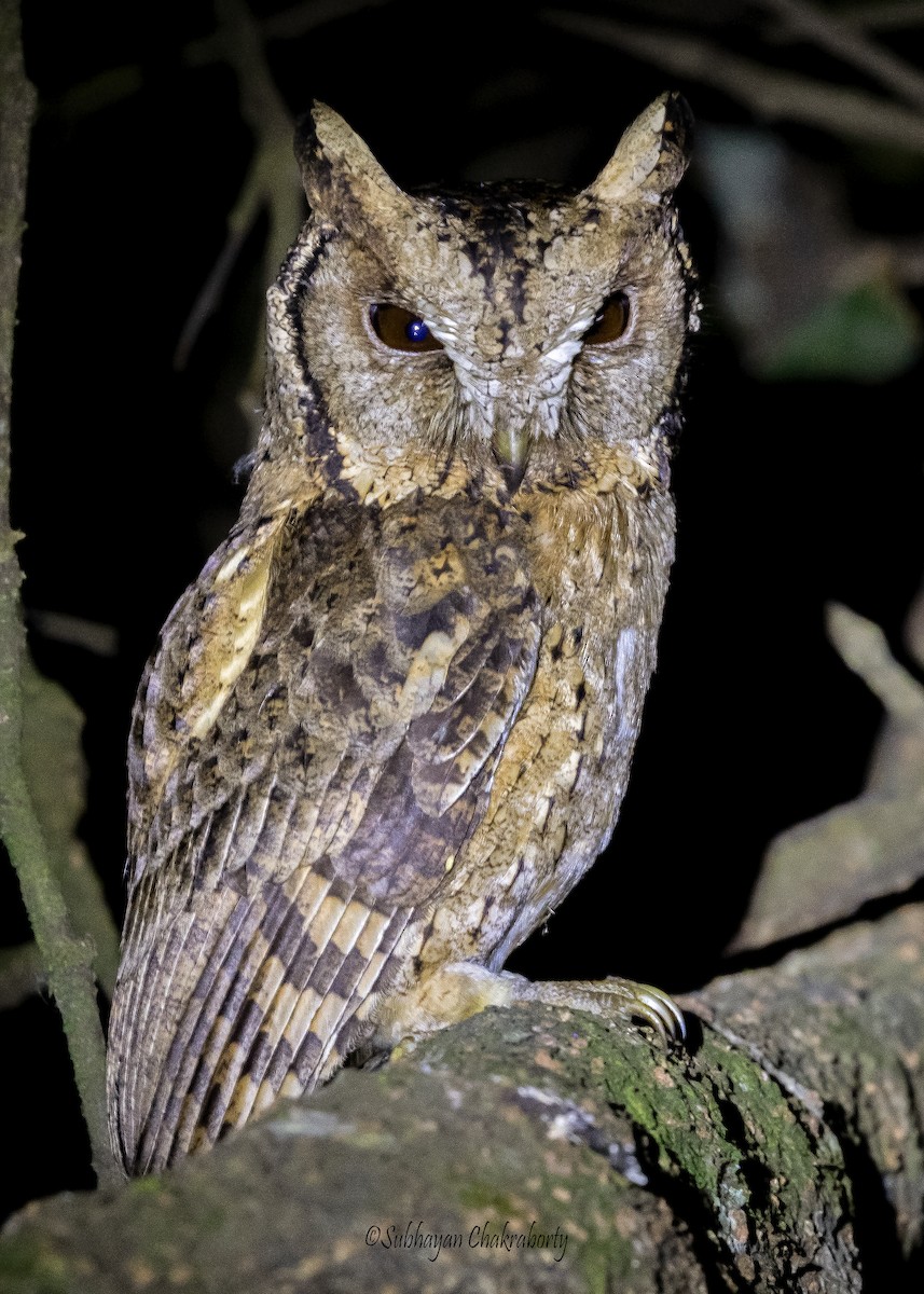 Collared Scops-Owl - ML632000079