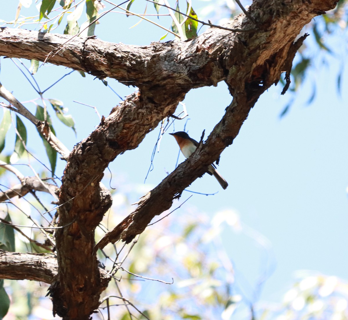 Satin Flycatcher - ML632000082