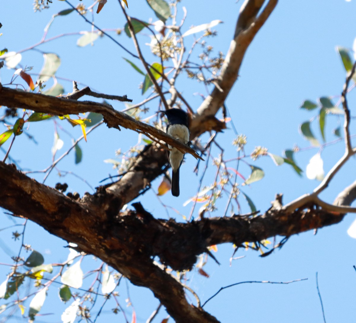 Satin Flycatcher - ML632000091