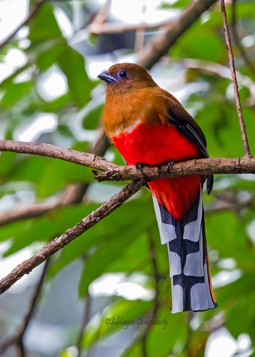 Red-headed Trogon - ML632000119