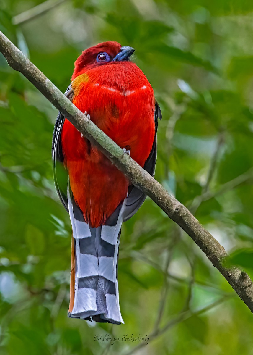 Red-headed Trogon - ML632000121