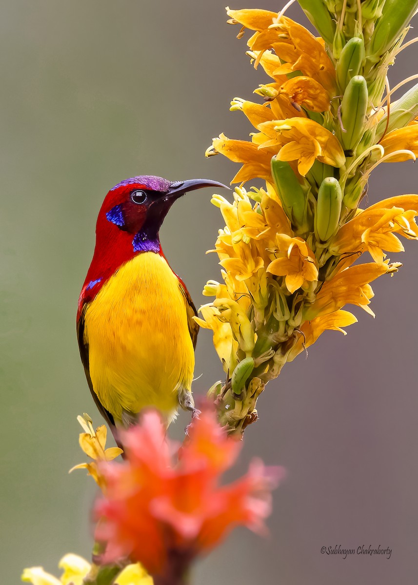 Mrs. Gould's Sunbird - ML632000130