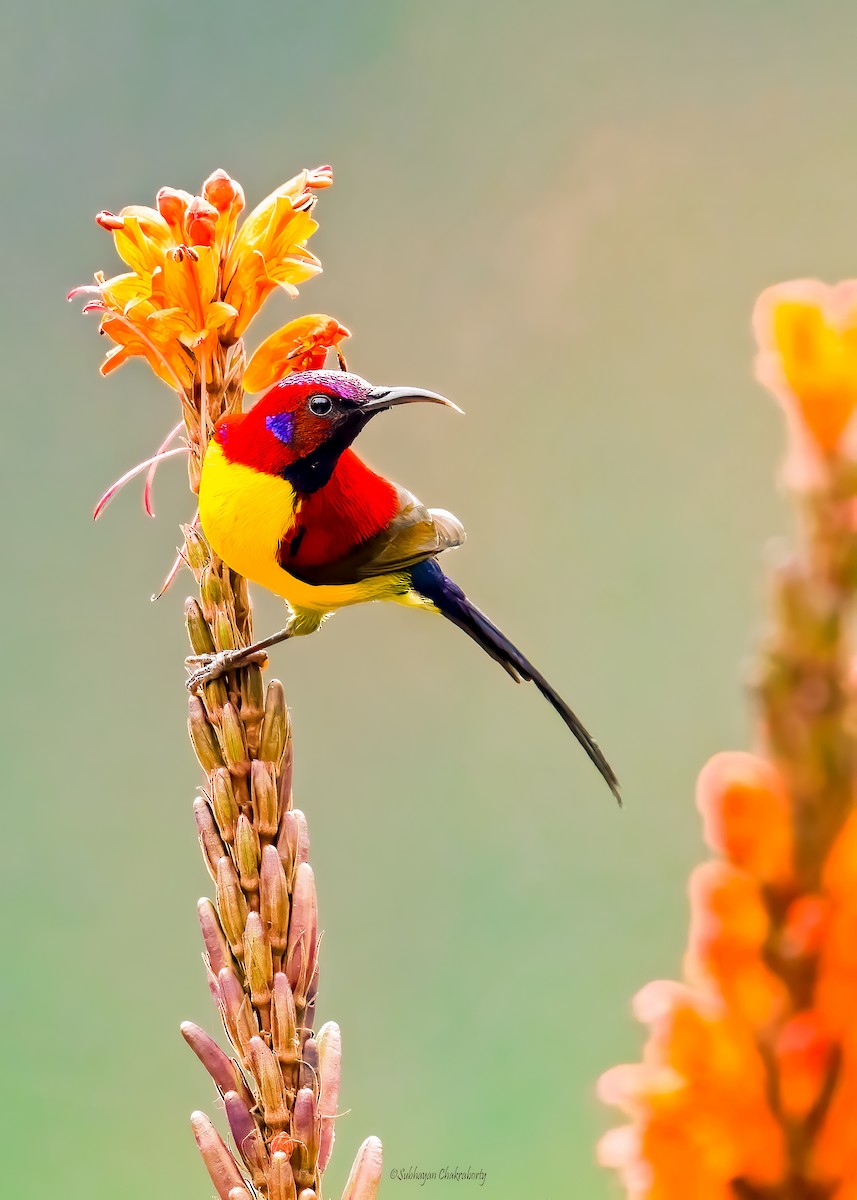 Mrs. Gould's Sunbird - ML632000131