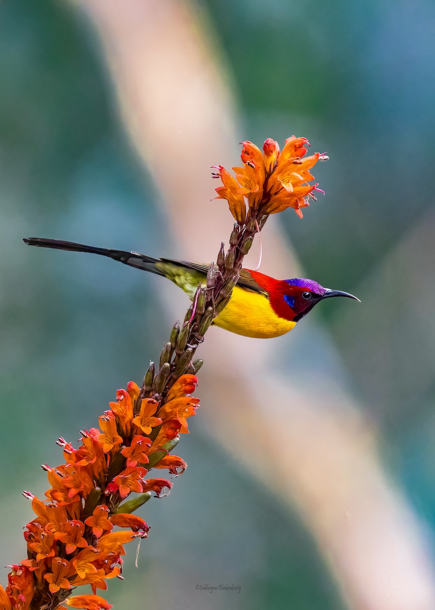 Mrs. Gould's Sunbird - ML632000132