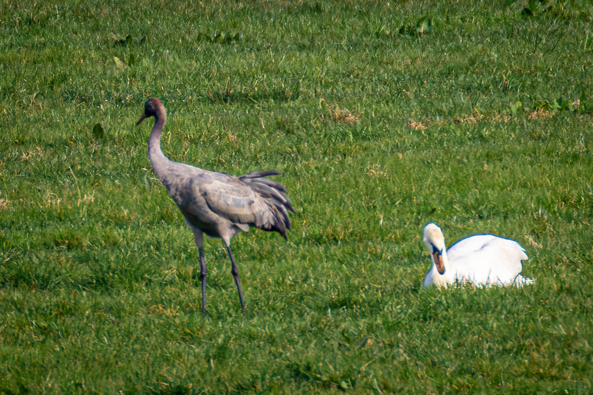 Common Crane - ML632000144