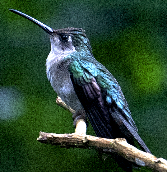 Wedge-tailed Sabrewing (Long-tailed) - ML632000155